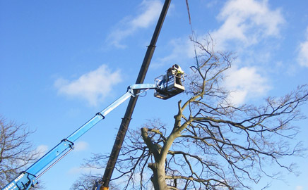 JJ&B Tree Surgeon