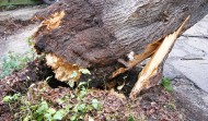 Roof Damage 6