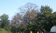 Church Tree 1