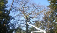 Church Tree 3