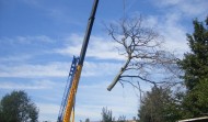 Church Tree 6
