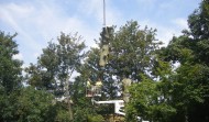 Church Tree 7