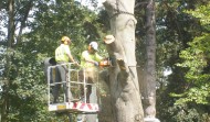 Church Tree 8