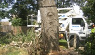 Church Tree 9