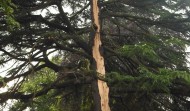 Lightning Damage 2