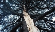 Lightning Damage 3