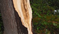 Lightning Damage 4