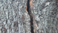 Lightning Damage 12