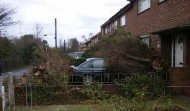 Tree Fallen in Drive 1