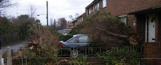 Tree Fallen in Drive 1
