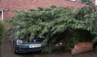 Tree Fallen in Drive 3