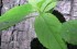 Ash Dieback Disease