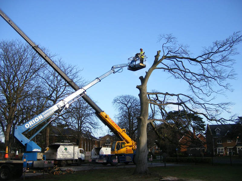 Welling Tree Care JJB Tree Care & Tree Surgeon in Welling