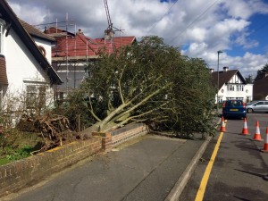 Emergency Tree Work - Fallen Tree