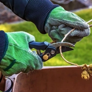 Best Time to Prune Your Trees