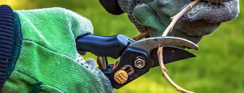 Best Time to Prune Your Trees