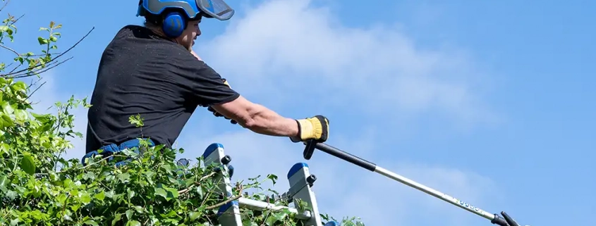 Book Your Yearly Tree Work