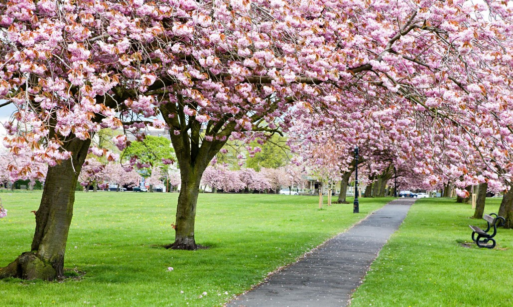 Care for your Cherry Blossom Tree - Tree Surgeon - JJ and B Tree Care ...