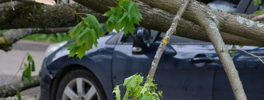 Dangerous Tree Signs