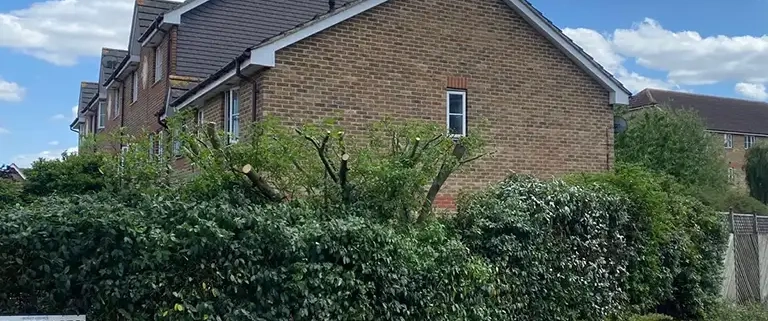 Hedge Trimming Benefits