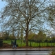 London Plane Trees