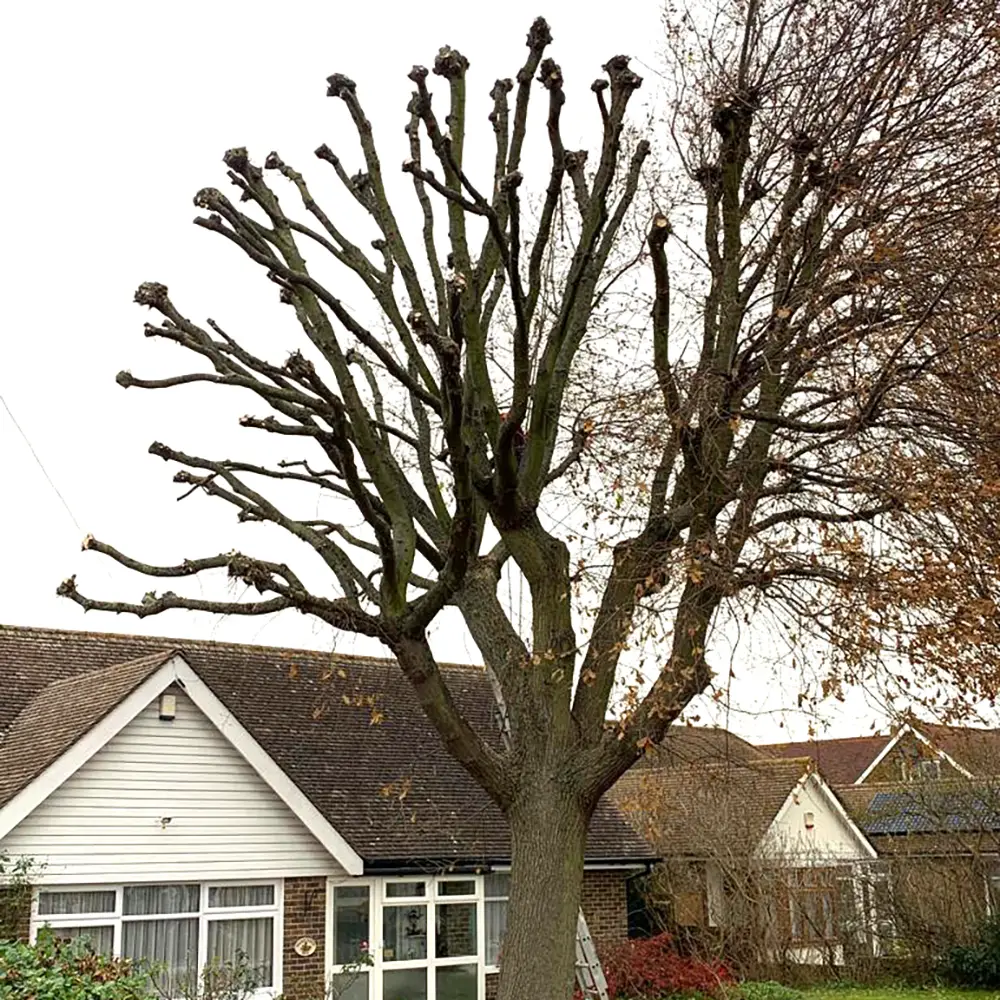 Oak Tree Re-Pollard in Kent