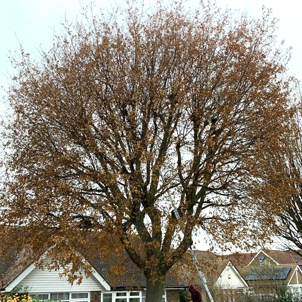 Oak Tree Re-Pollard in Kent