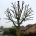 Oak Tree Re-Pollard in Kent