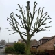 Oak Tree Re-Pollard in Kent
