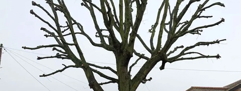 Oak Tree Re-Pollard in Kent