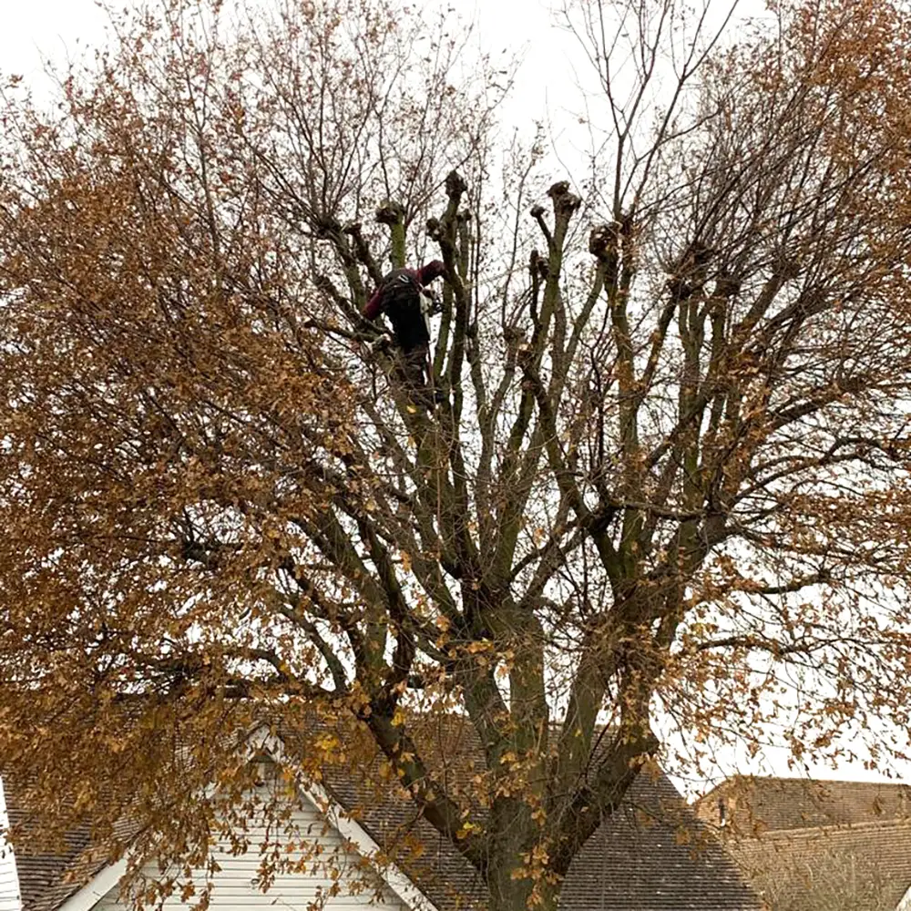 Oak Tree Re-Pollard in Kent