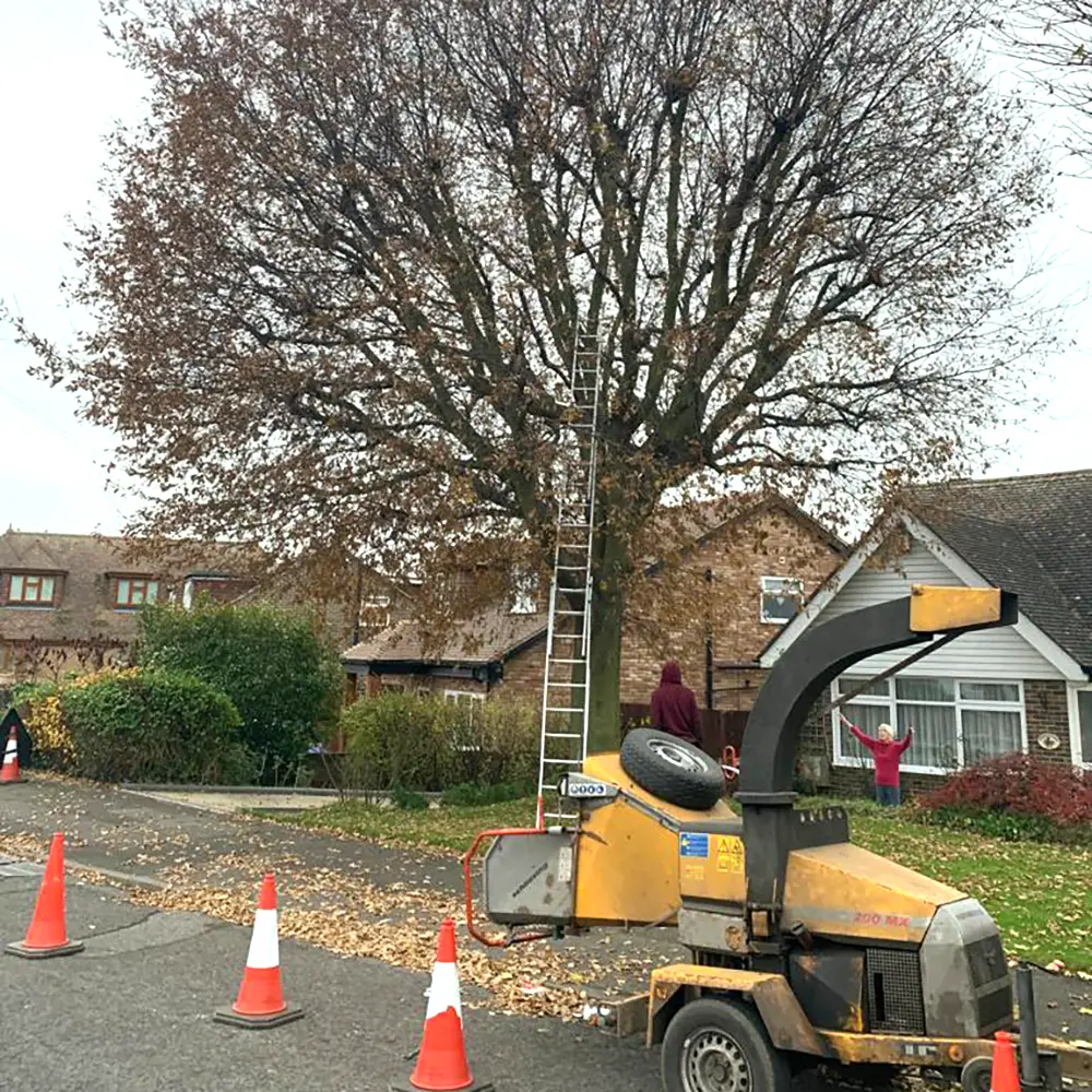 Oak Tree Re-Pollard in Kent
