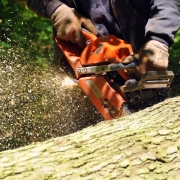Tree Cutting Permission