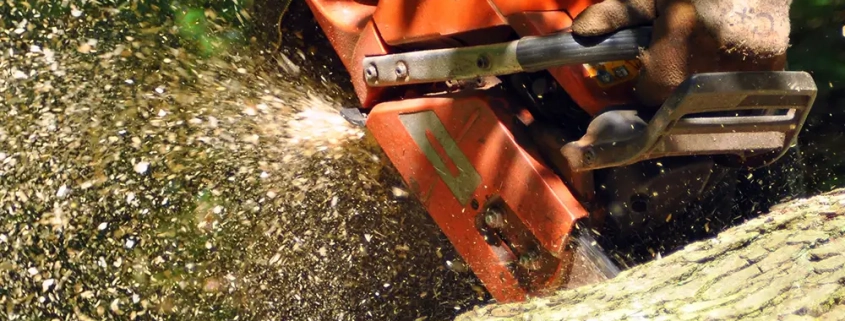 Tree Cutting Permission