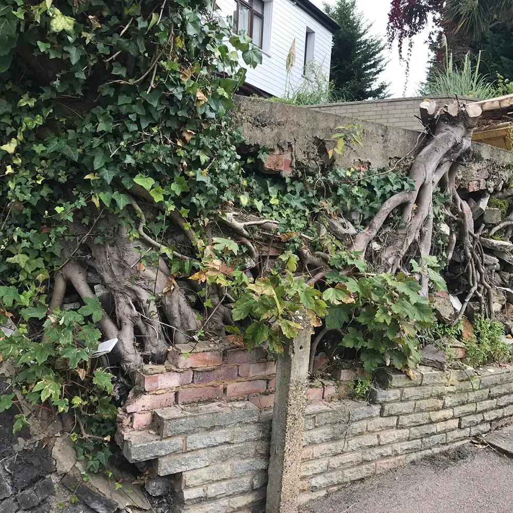 Tree Roots Damage Property