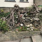 Tree Roots Damage Property Tree Roots Damage Property