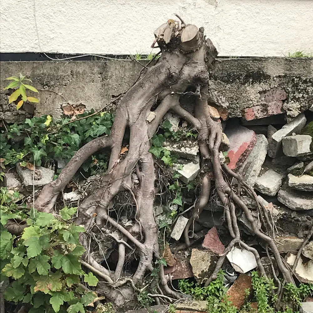 Tree Roots Damage Property