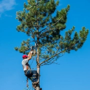 Tree Surgeon Costs 2025