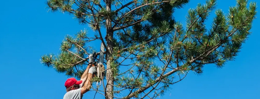 Tree Surgeon Costs 2025