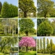 Tree Surgeon Kent Garden Trees