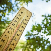 Tree surgeon Kent heatwave