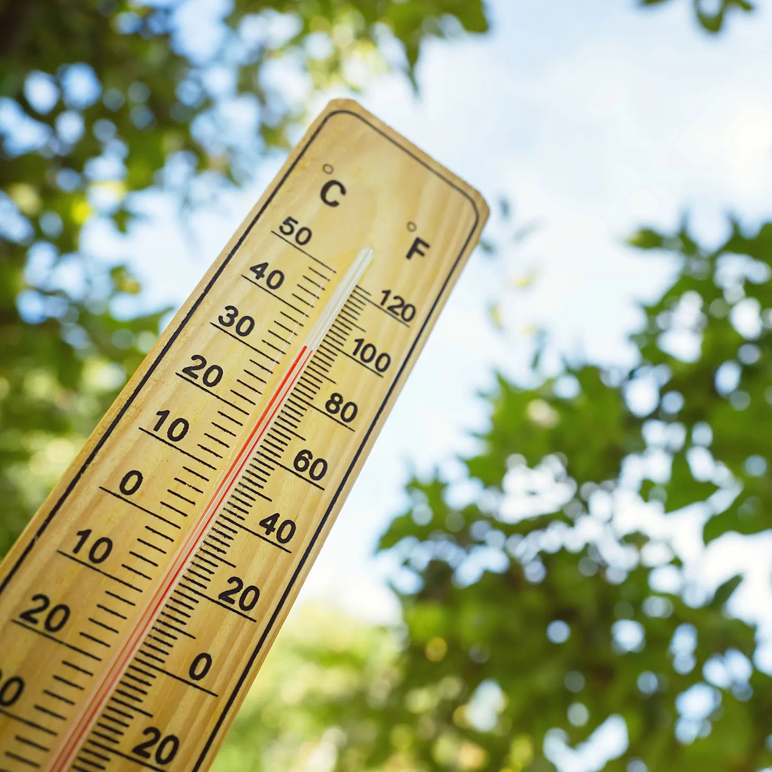 Tree surgeon Kent heatwave