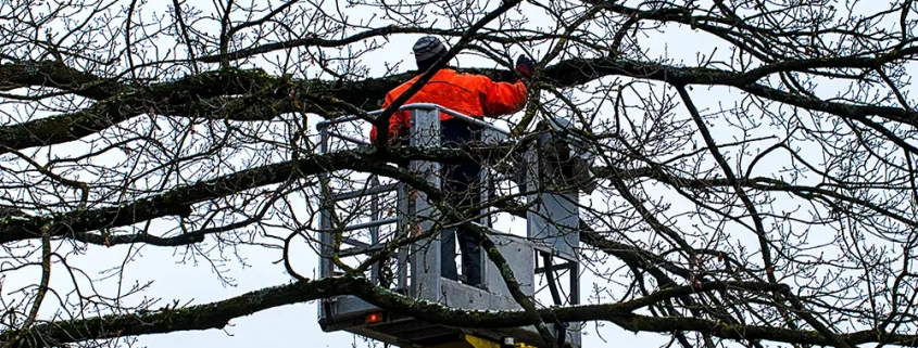 Winter Tree Work by JJ&B Tree Care